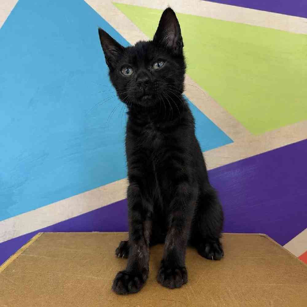 Female Bengal Kitten for Sale in Rogers, AR