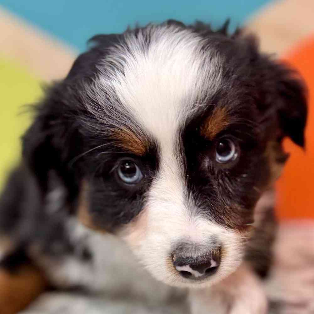 Image of a pet breed in the gallery