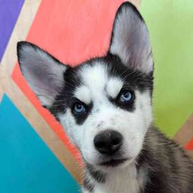 Siberian Husky