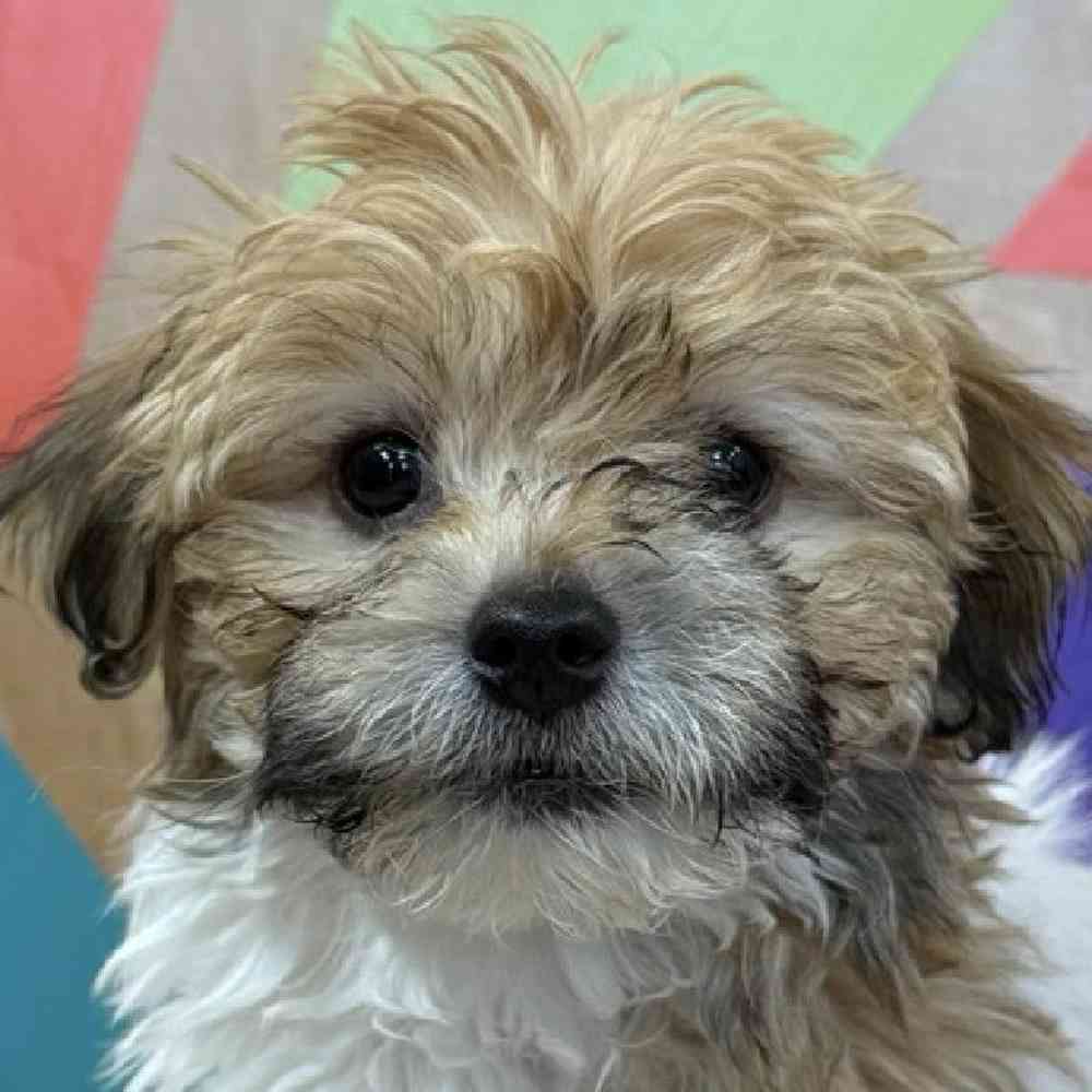 Female Havanese Puppy for Sale in Joplin, MO