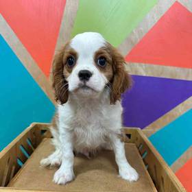 Cavalier King Charles Spaniel