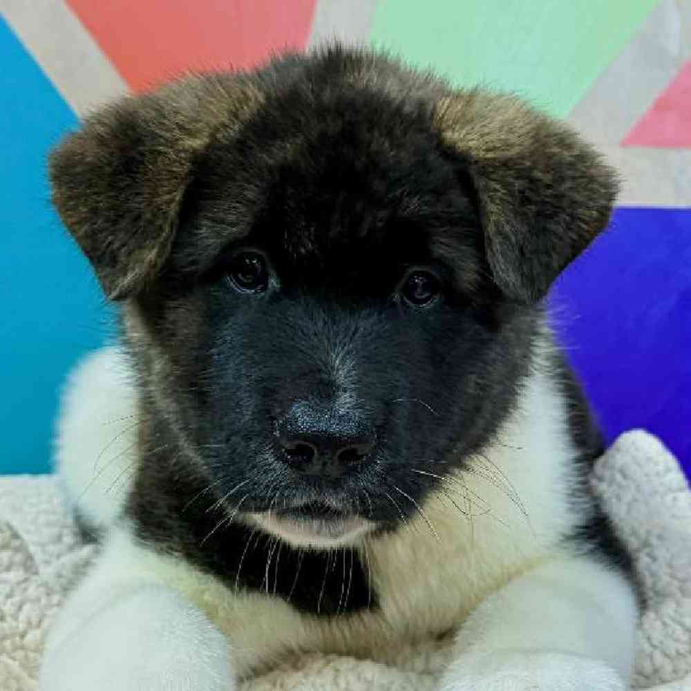 Male Akita Puppy for Sale in Joplin, MO