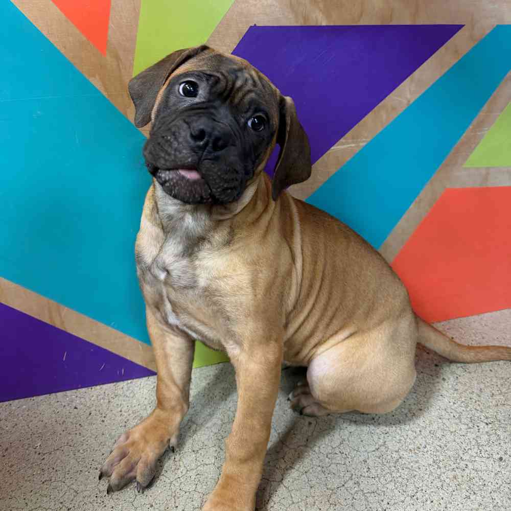 carousel pet images