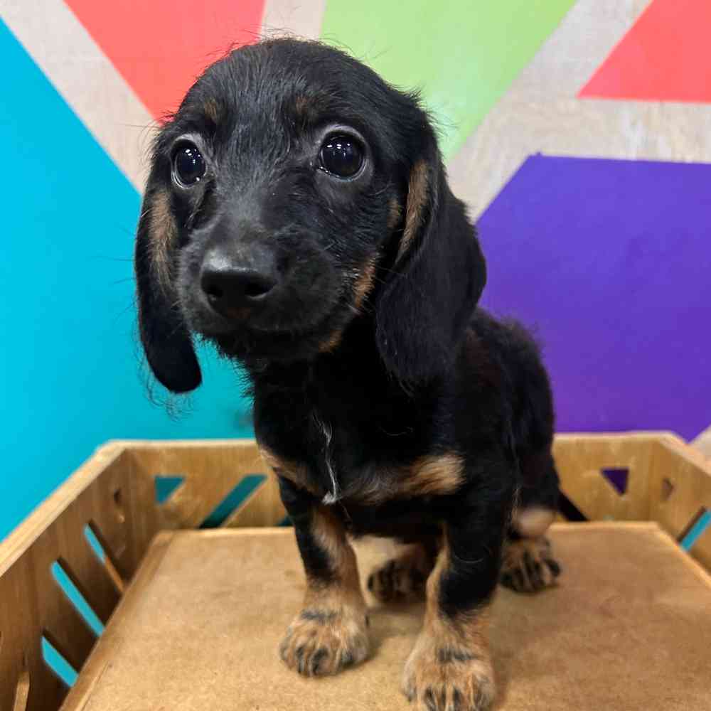 Image of a pet breed in the gallery