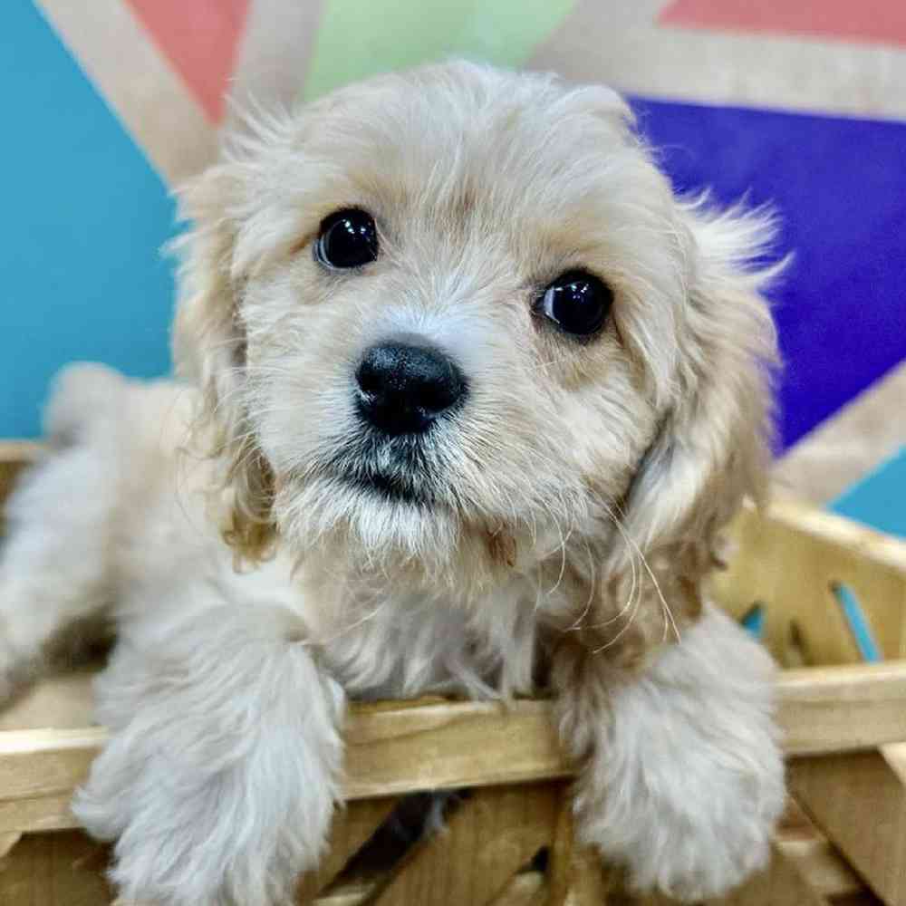 Female Cavachon Puppy for Sale in Joplin, MO