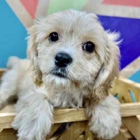 Cavachon