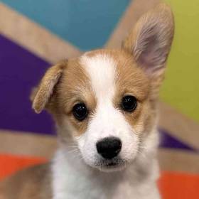 Pembroke Welsh Corgi