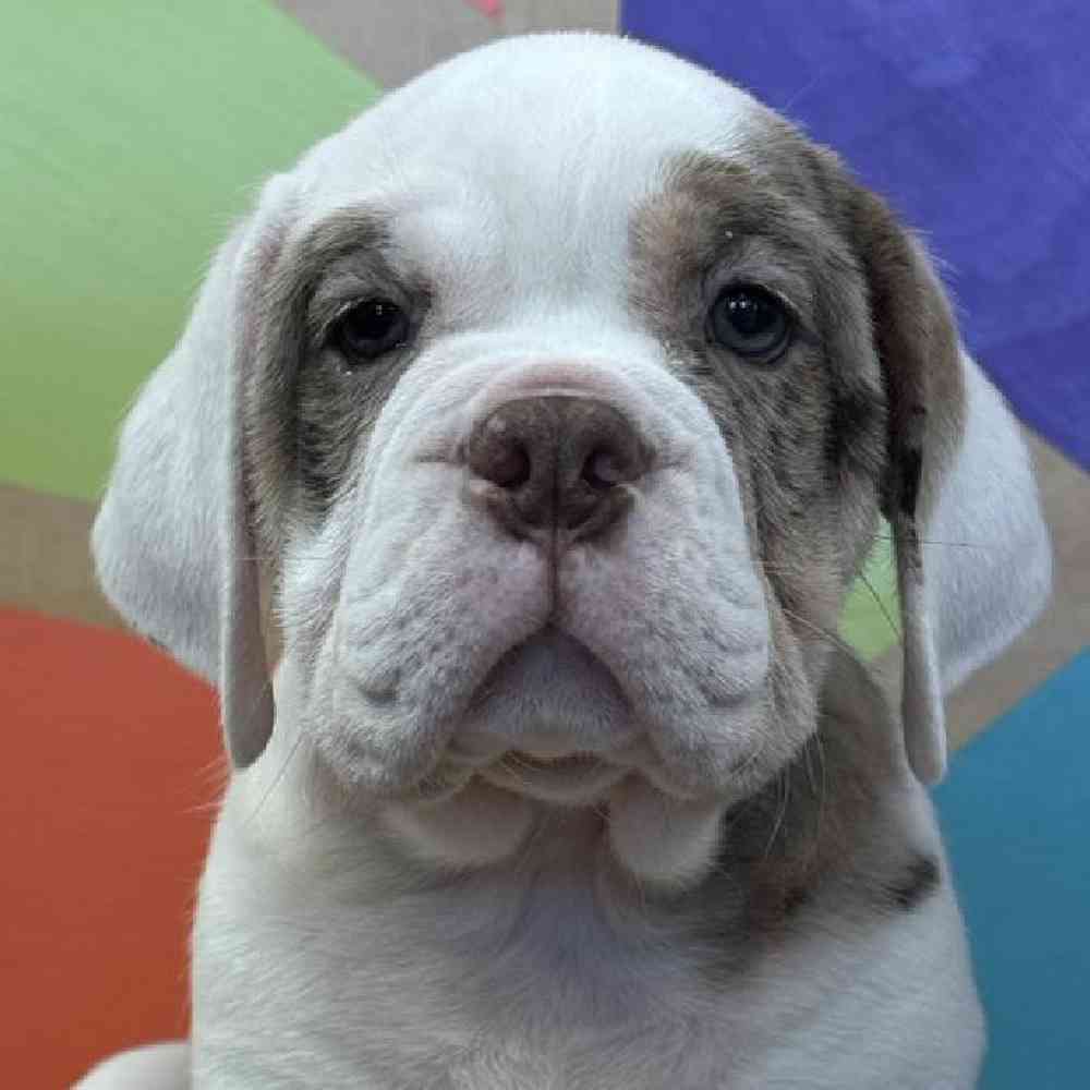 Female Beabull Puppy for Sale in Joplin, MO