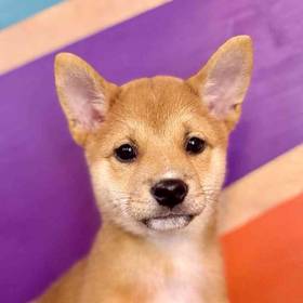 Shiba Inu