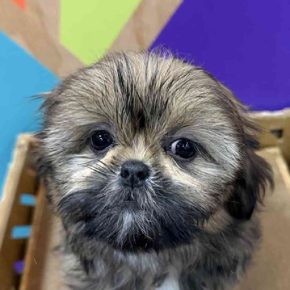 carousel pet images