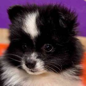 Pomeranian