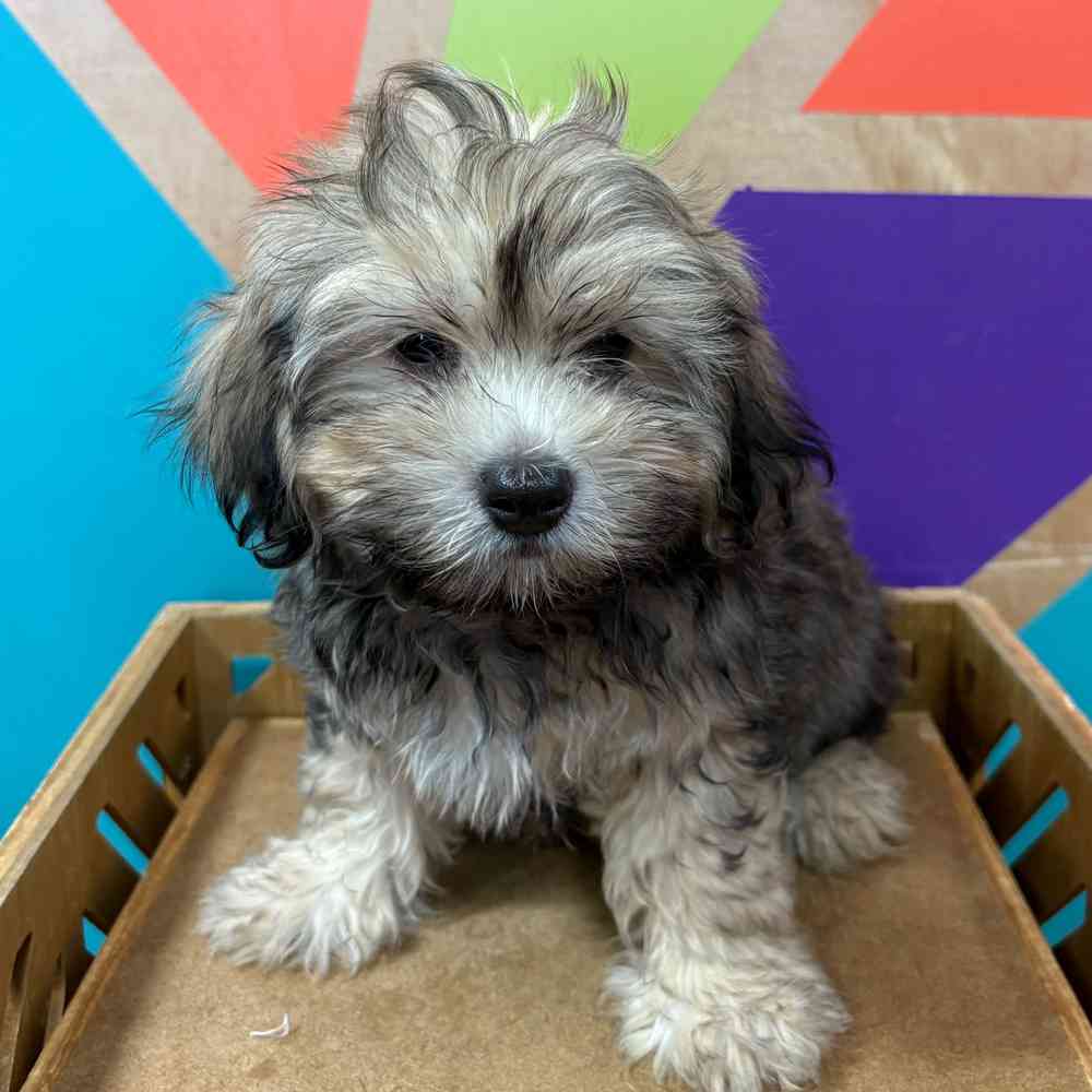 Image of a pet breed in the gallery