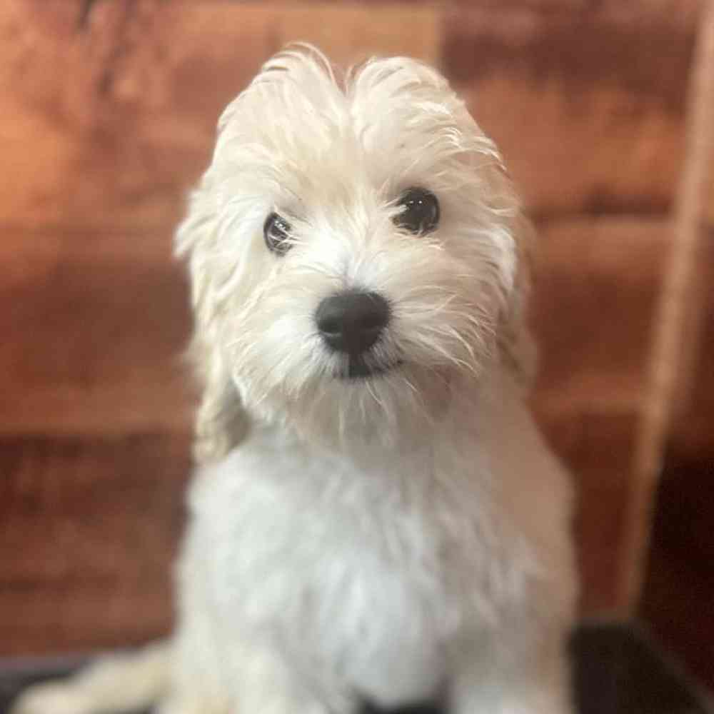 Image of a pet breed in the gallery