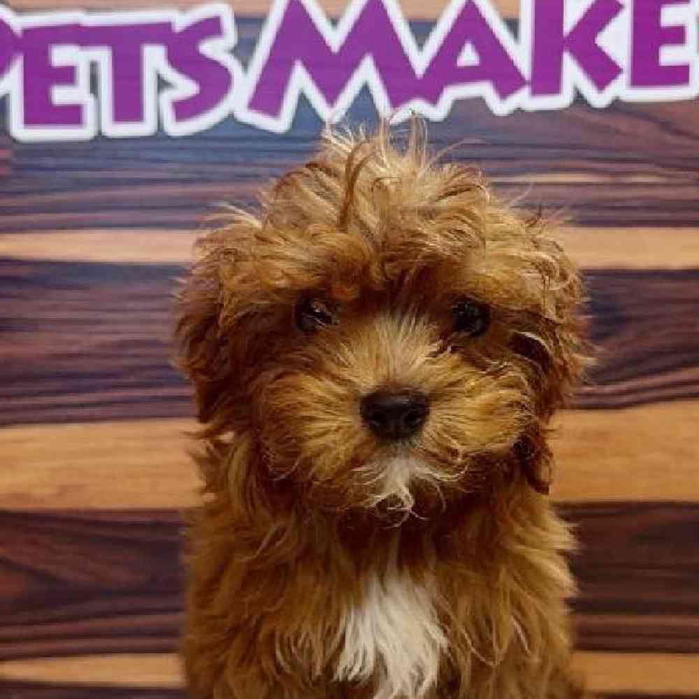 Image of a pet breed in the gallery