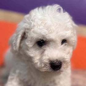 Bichon