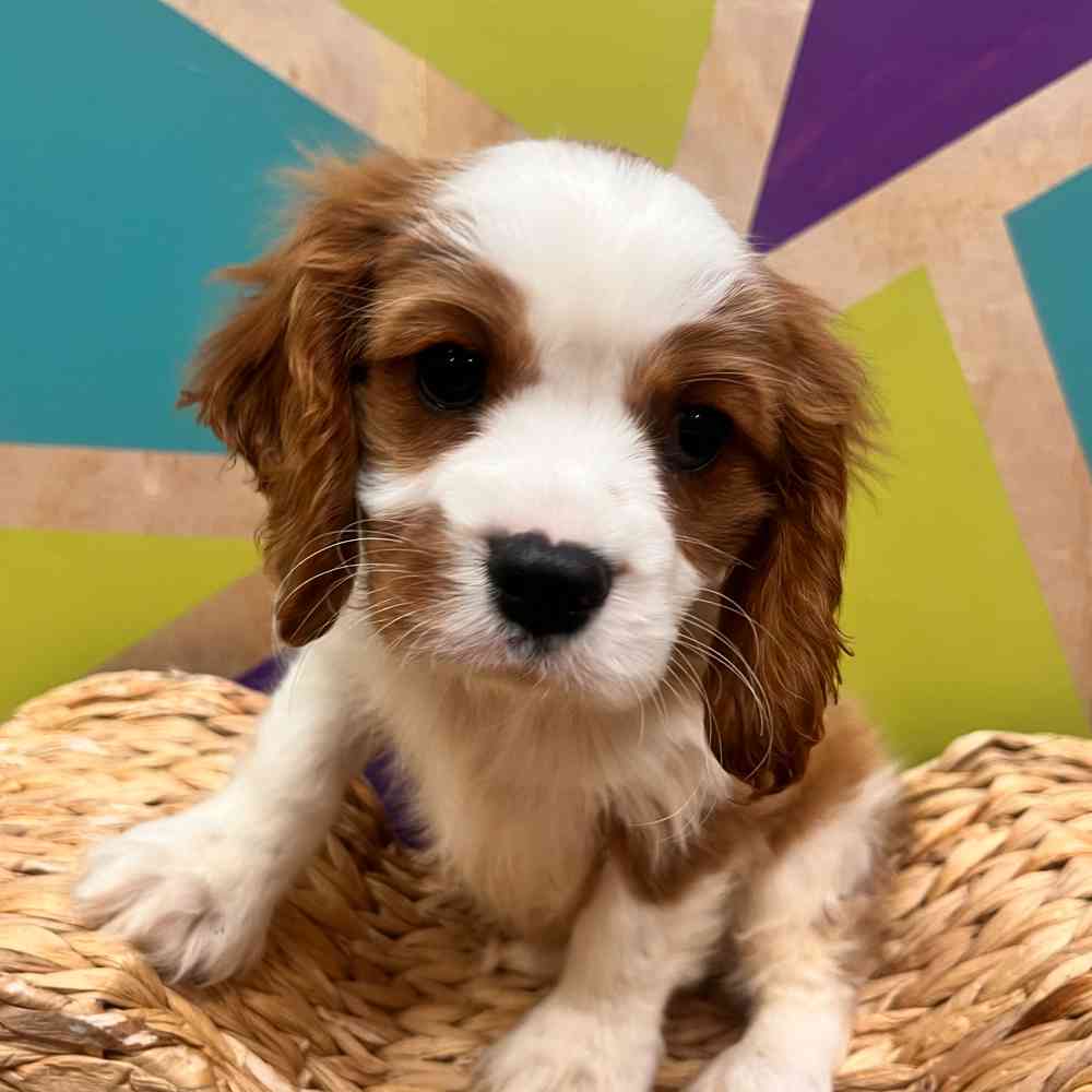 carousel pet images