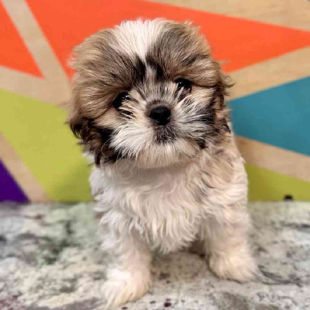carousel pet images