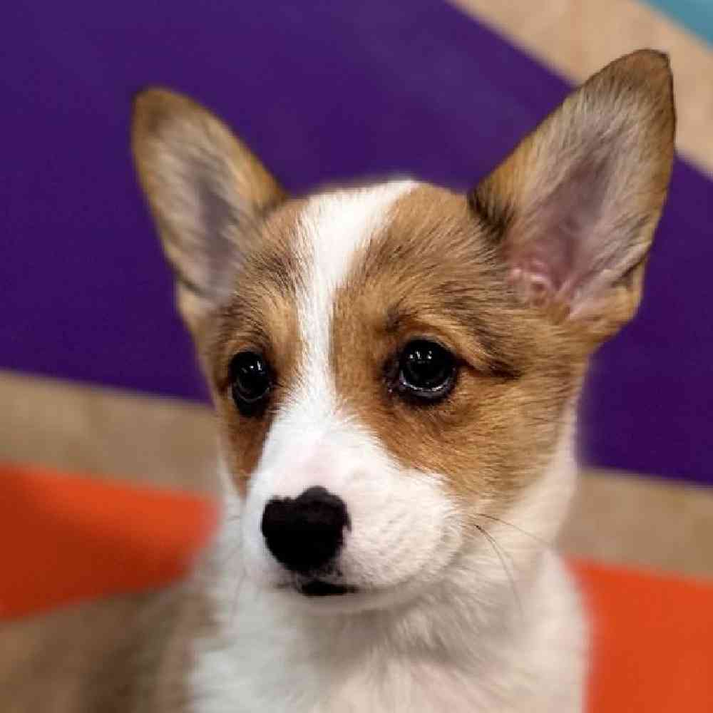 Female Pembroke Welsh Corgi Puppy for Sale in Rogers, AR