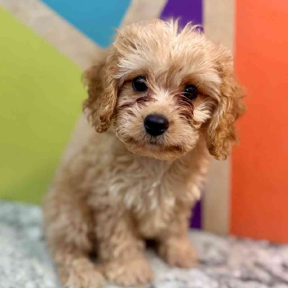 carousel pet images