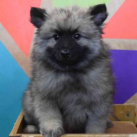 Keeshond