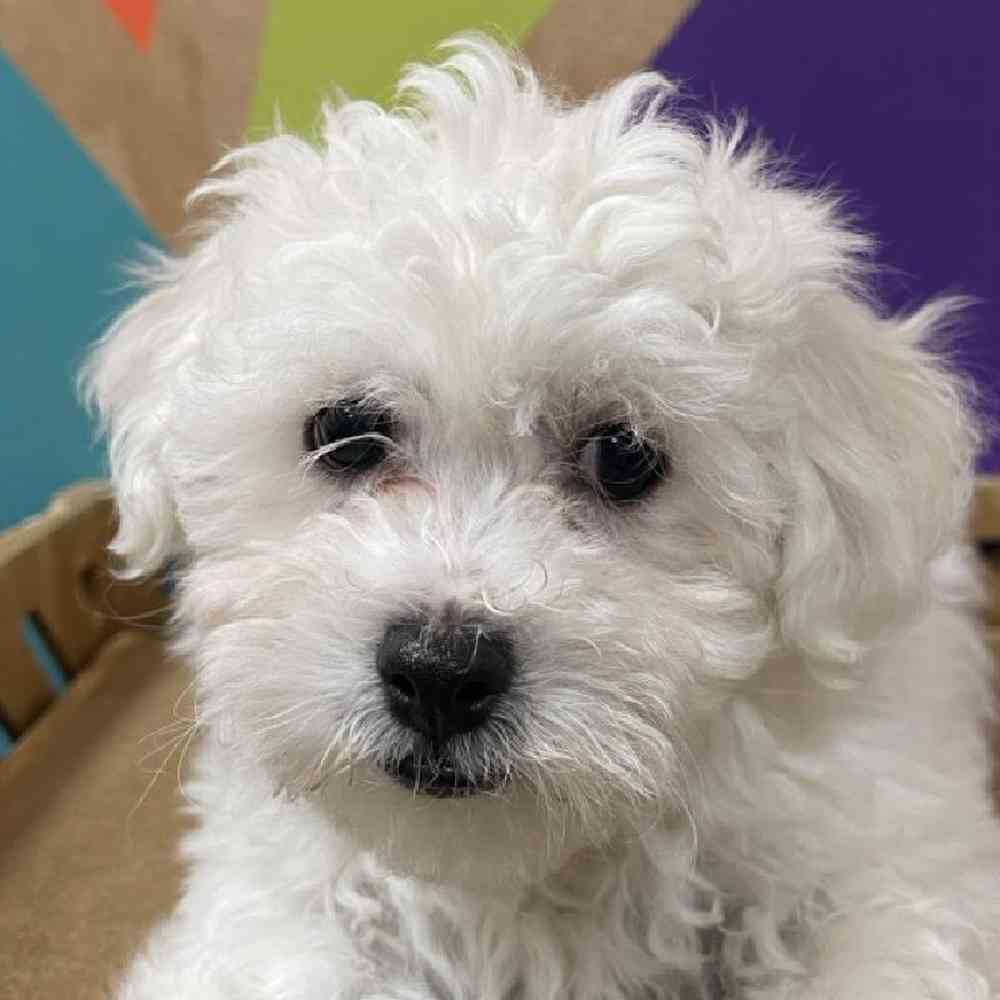 carousel pet images