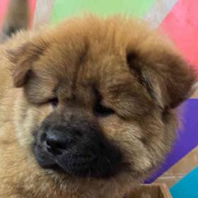 Chow Chow
