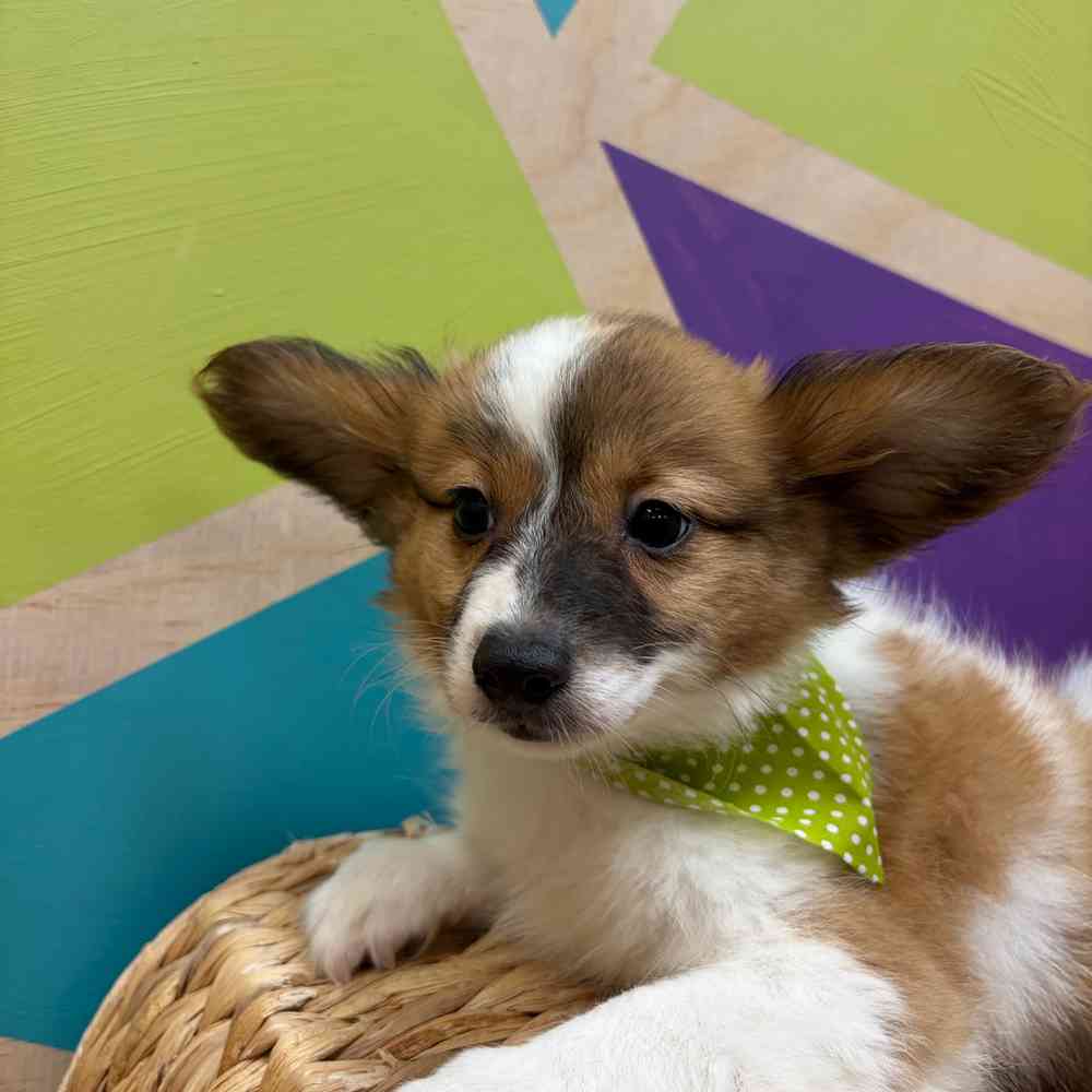 carousel pet images