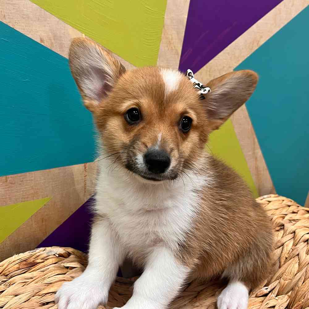 Image of a pet breed in the gallery