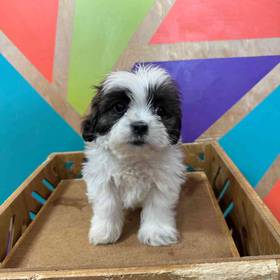 Lhasa Apso
