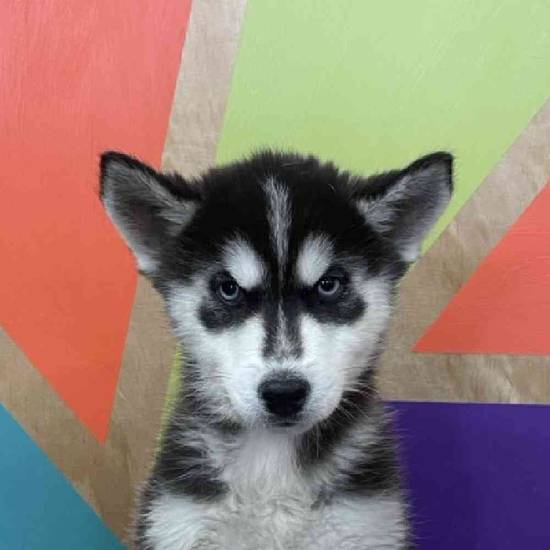 Nova