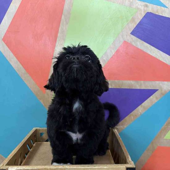 Mav