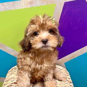 F1B Cavapoo