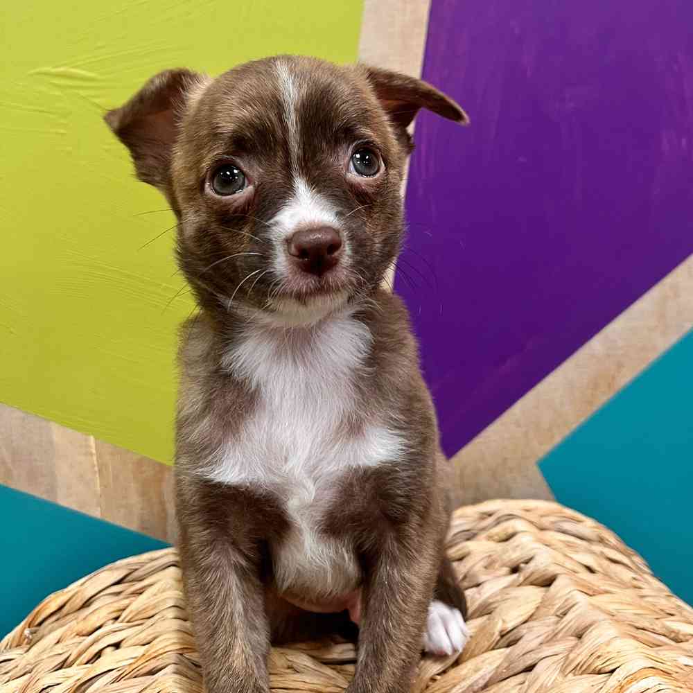 Image of a pet breed in the gallery