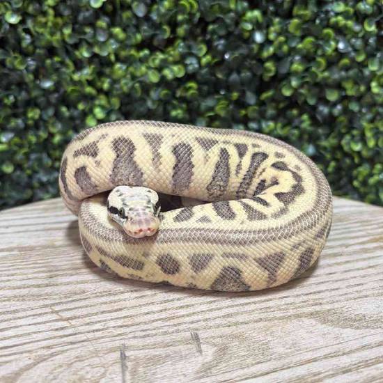 Ball Python