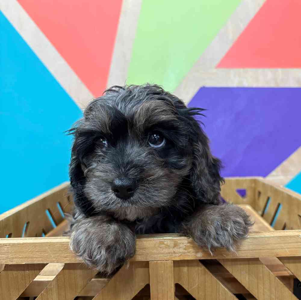 Image of a pet breed in the gallery