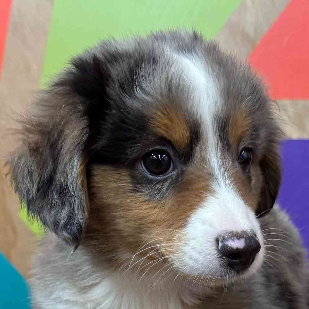 carousel pet images