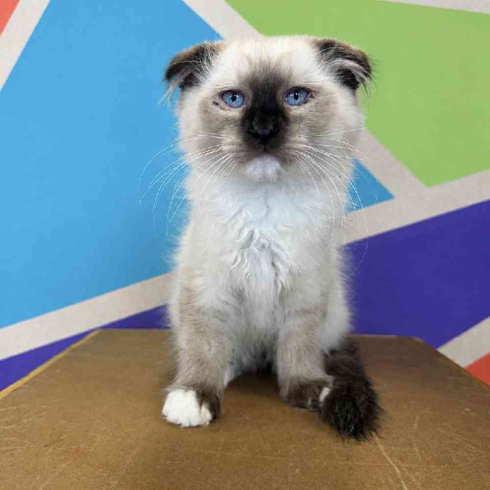 Image of a pet breed in the gallery