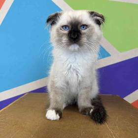 Scottish Fold