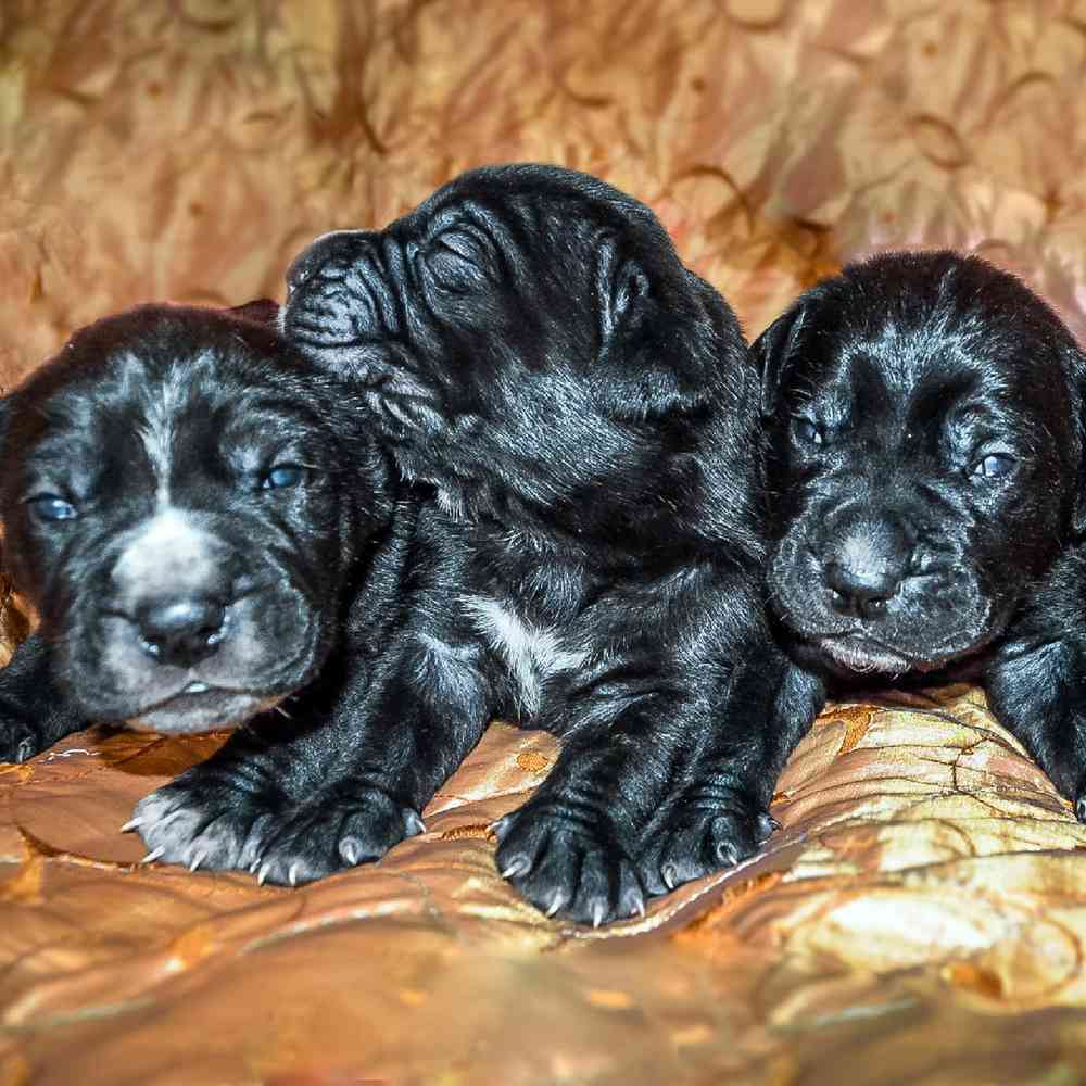 Information on Cane Corso Puppies for Sale in Rogers, Arkansas