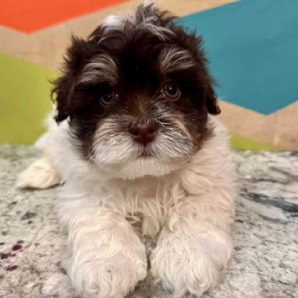 Male Havanese Puppy for Sale in Joplin, MO