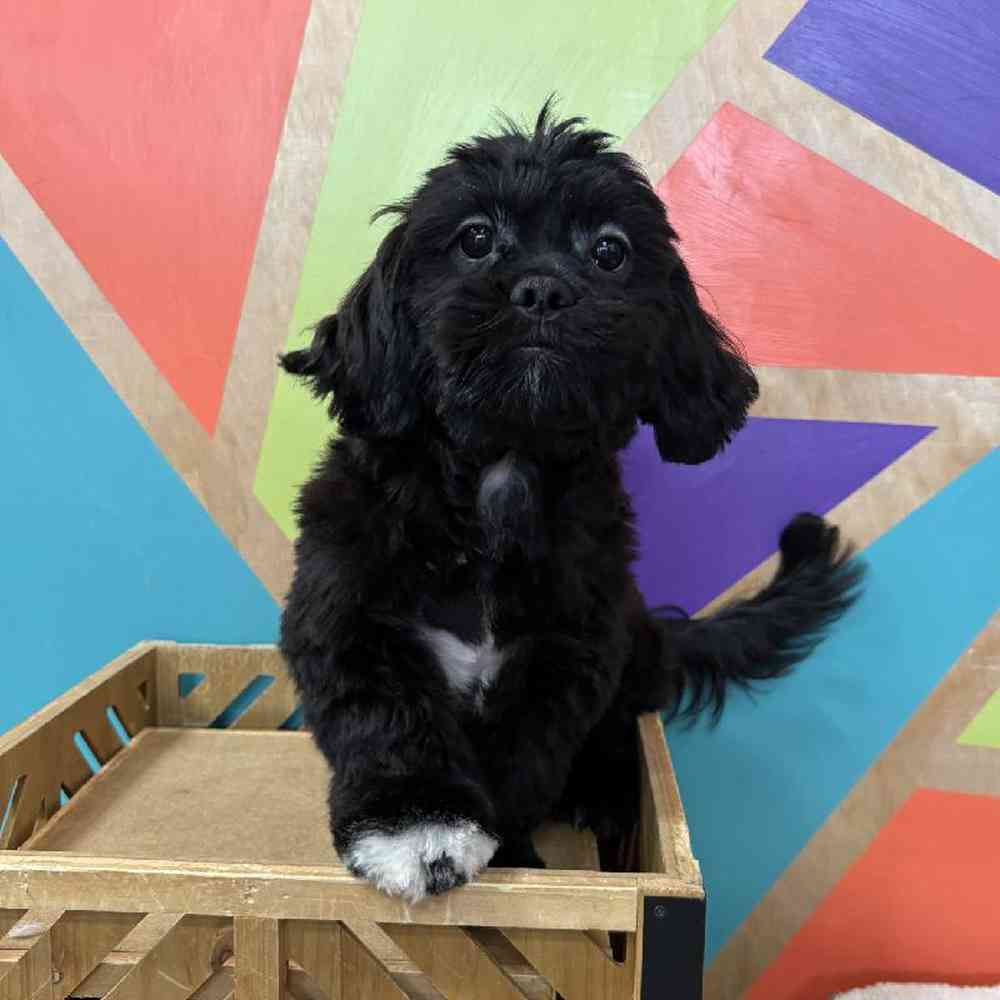 carousel pet images