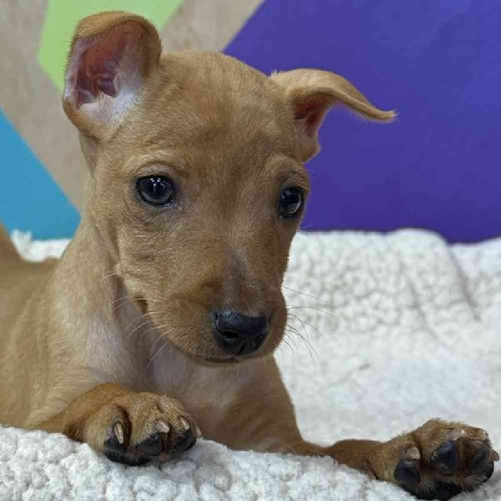 Female Min Pin Puppy for Sale in Joplin, MO