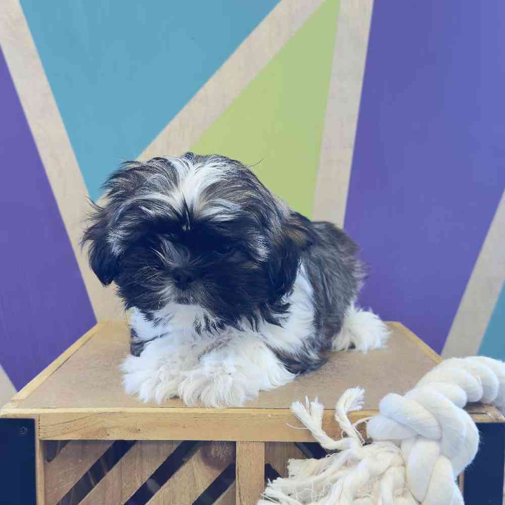 Male Shih Tzu Puppy for Sale in Rogers, AR