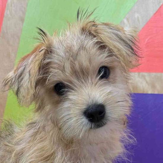 Benji