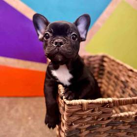 French Bulldog
