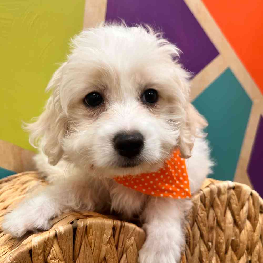 carousel pet images