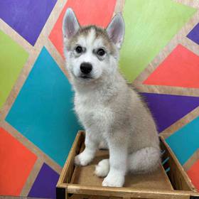 Siberian Husky