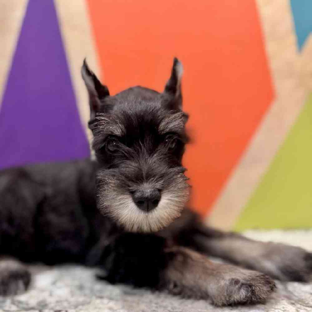 carousel pet images