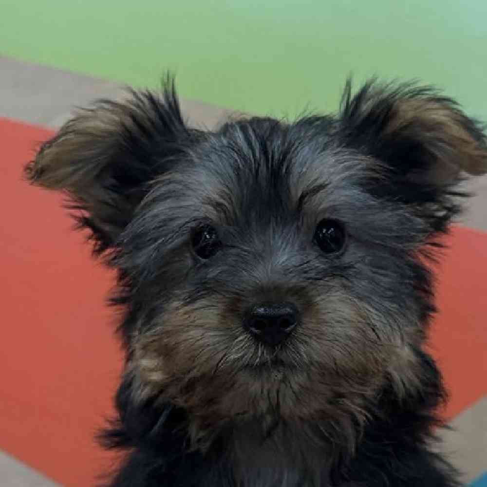 Female Silky Terrier Puppy for Sale in Joplin, MO