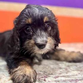 Cavapoo
